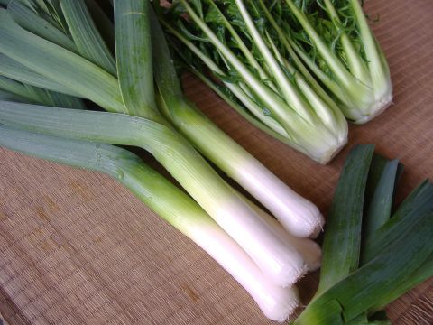 リーキ出荷