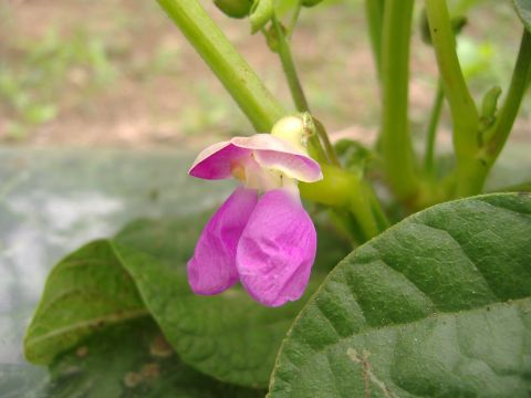 インゲン花