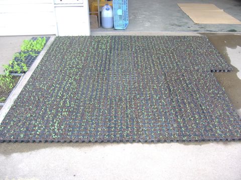 アブラナ科各種移植