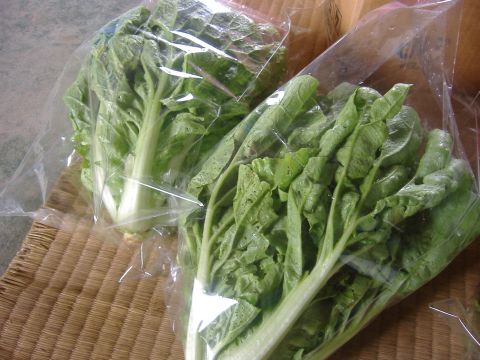 サラダ白菜