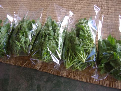 いろいろ出荷
