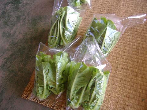 いろいろ出荷