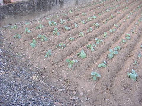 中耕