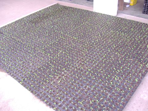 チコリ類移植