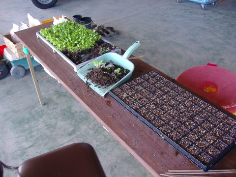 レタス移植