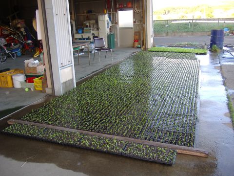レタス移植