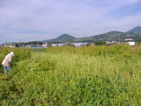 荏胡麻収穫