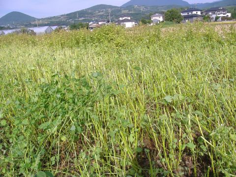 荏胡麻収穫
