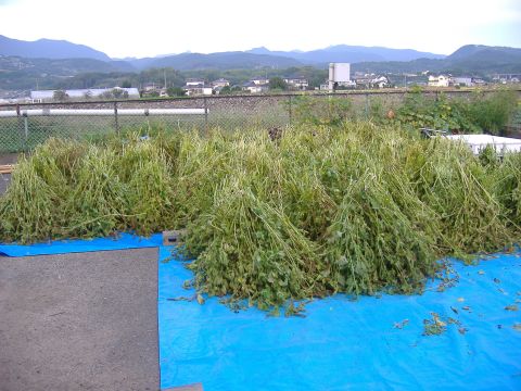 荏胡麻収穫