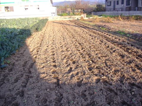 カーボロネロ定植
