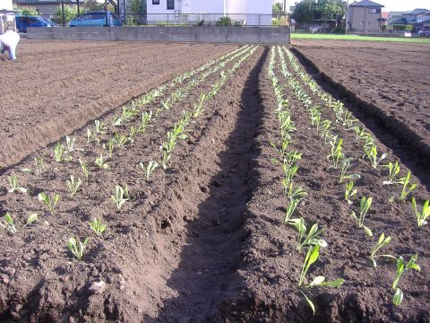 冬野菜種まき
