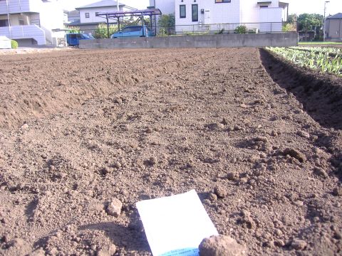 冬野菜種まき