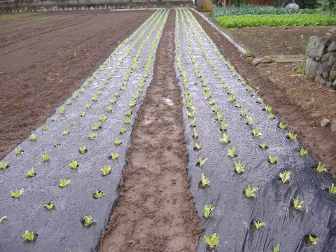 レタス定植(一部)