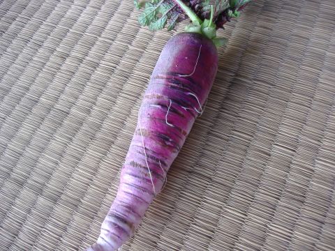 各種根物