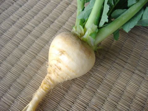 各種根物