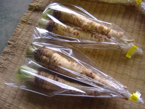 サルシファイも