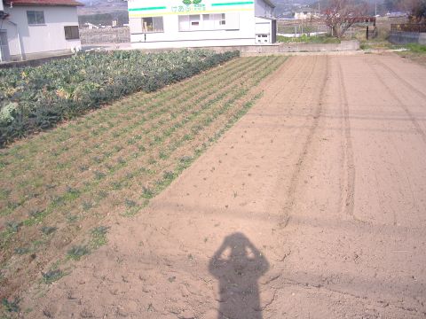 カーボロネロ定植