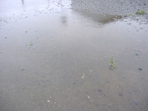 雨
