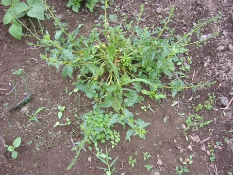 ゴールデンビーツ種取り もうすぐ いけどき お茶にするばい