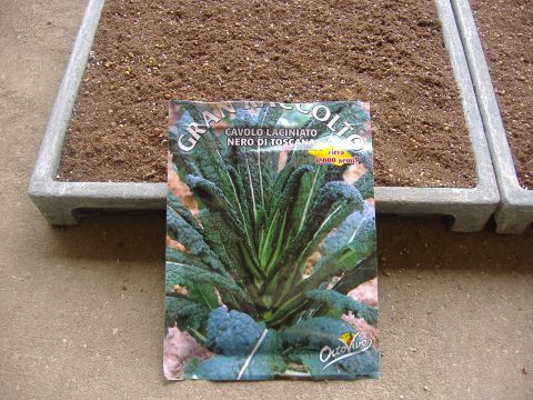 冬野菜播種