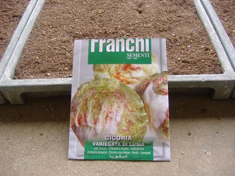 冬野菜播種