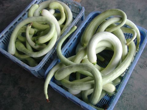 初出荷