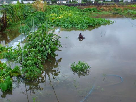 豪雨