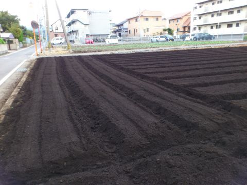 ルタバガ播種