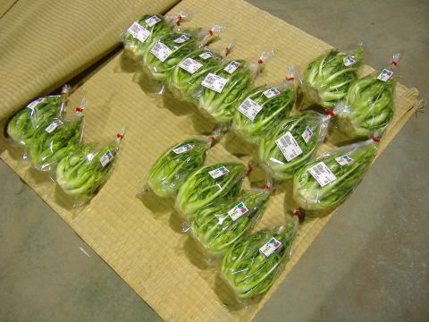 プンタレッラ出荷