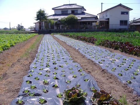 レタス&レタスミックス追加定植