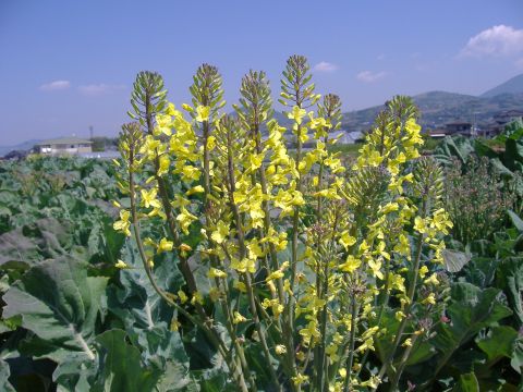 ロマネスコ大失敗 もうすぐ いけどき お茶にするばい