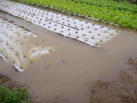 各種移植&長雨
