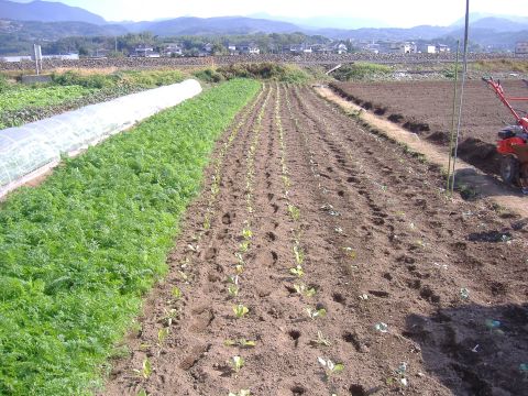 カステル他定植