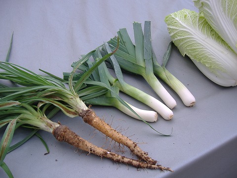 洋野菜鍋