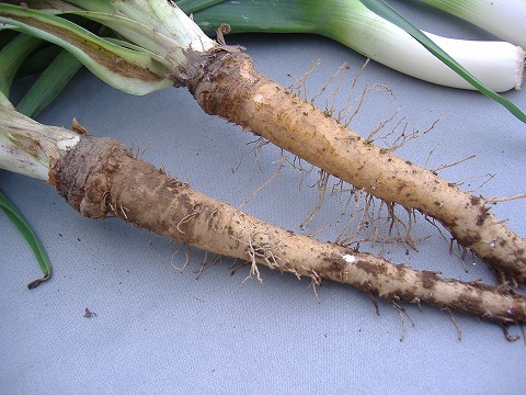 洋野菜鍋