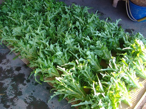 レタス出荷