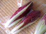 野菜出荷